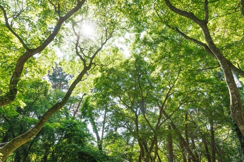 青松浜周辺の木々から差し込む光の写真