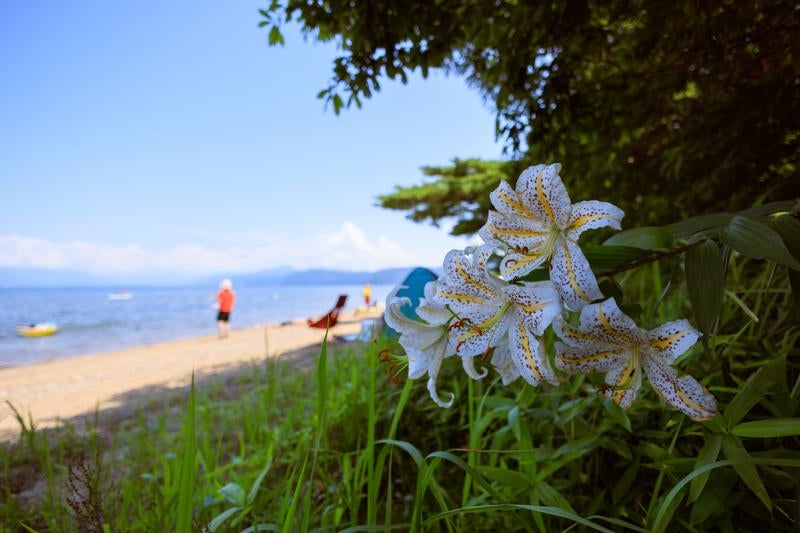 ひっそりと咲く花と浜辺での海水浴の写真