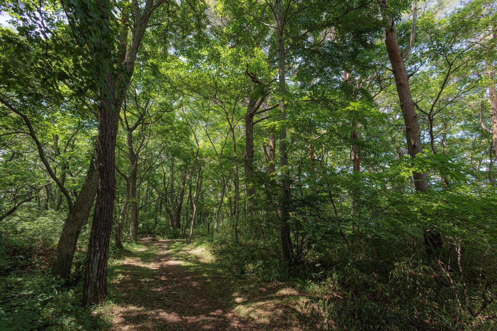 「館浜周辺の木々が茂る美しい道」の写真