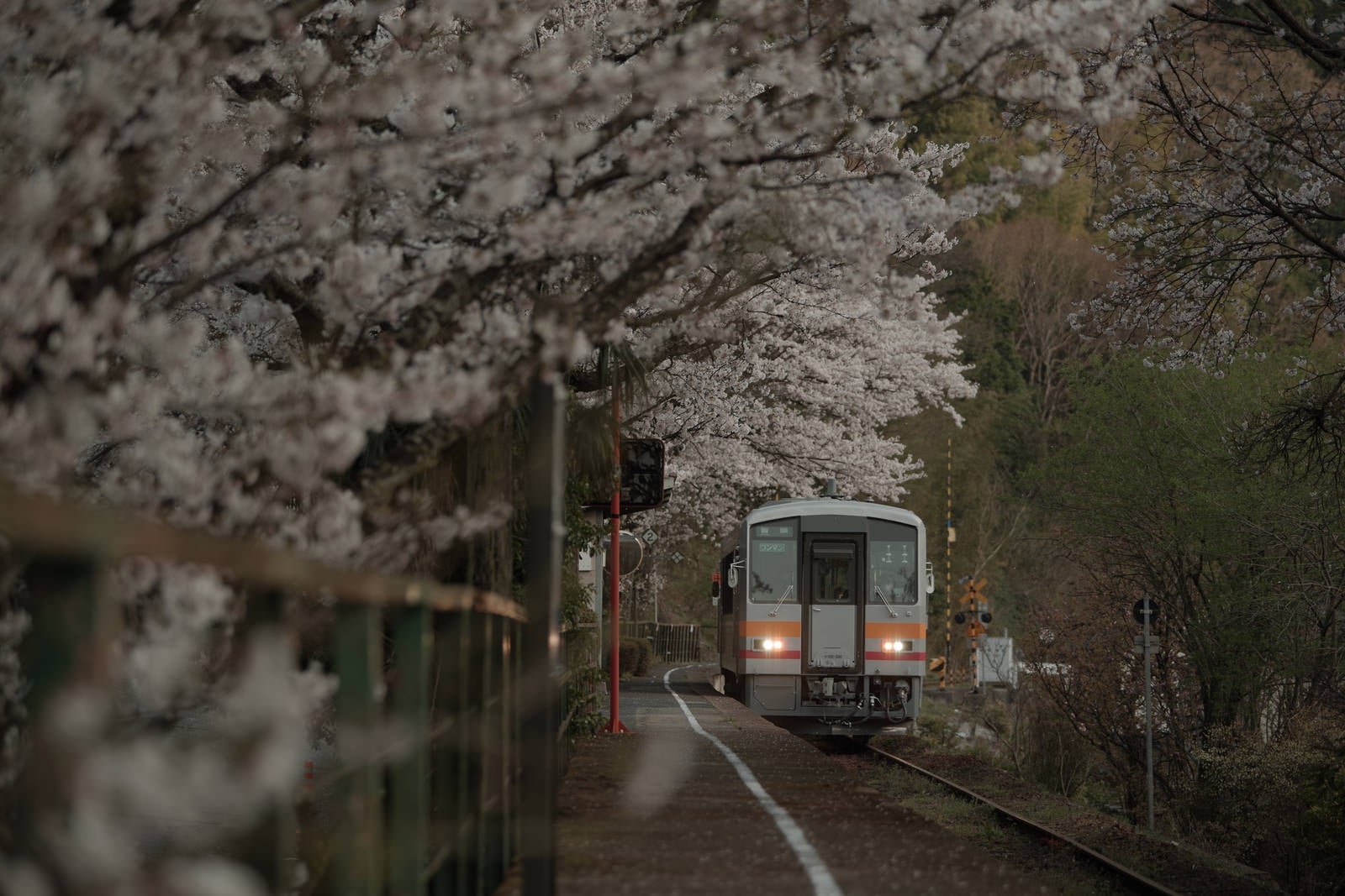 「桜満開の,三浦駅と因美線」の写真