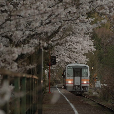 桜満開の,三浦駅と因美線の写真