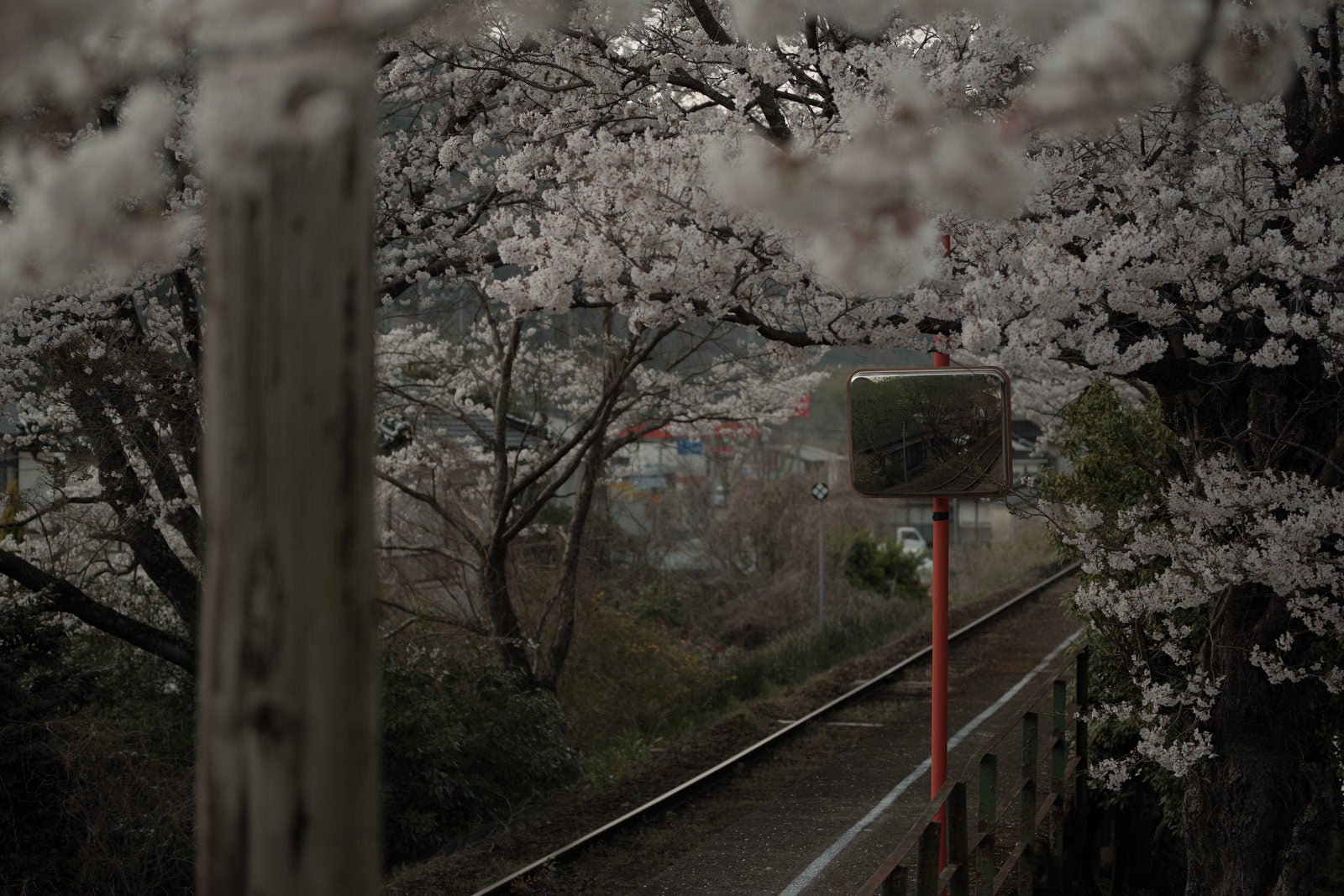 「桜に包まれる三浦駅のホーム」の写真