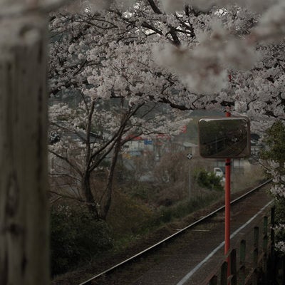 桜に包まれる三浦駅のホームの写真