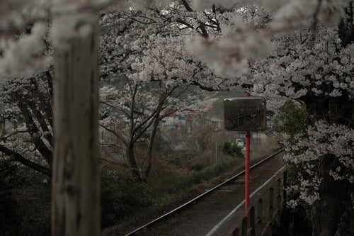 桜に包まれる三浦駅のホームの写真