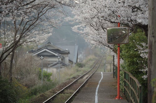 桜と線路と三浦駅の写真