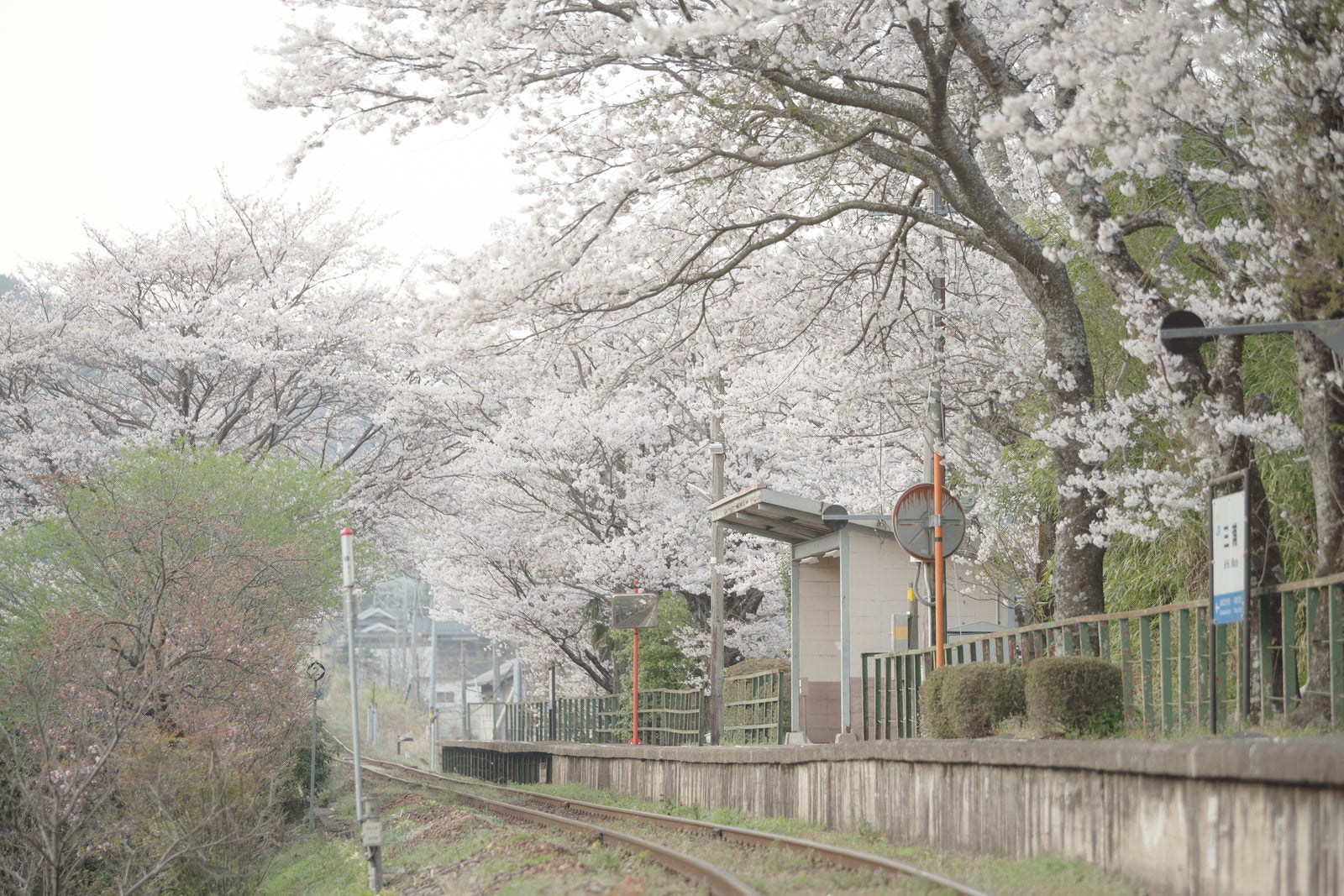 「JR三浦駅のホームと桜並木」の写真