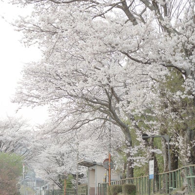 因美線の三浦駅と桜の写真