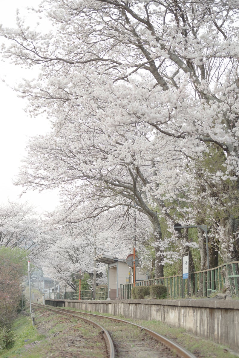 「因美線の三浦駅と桜」の写真