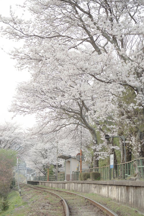 因美線の三浦駅と桜の写真