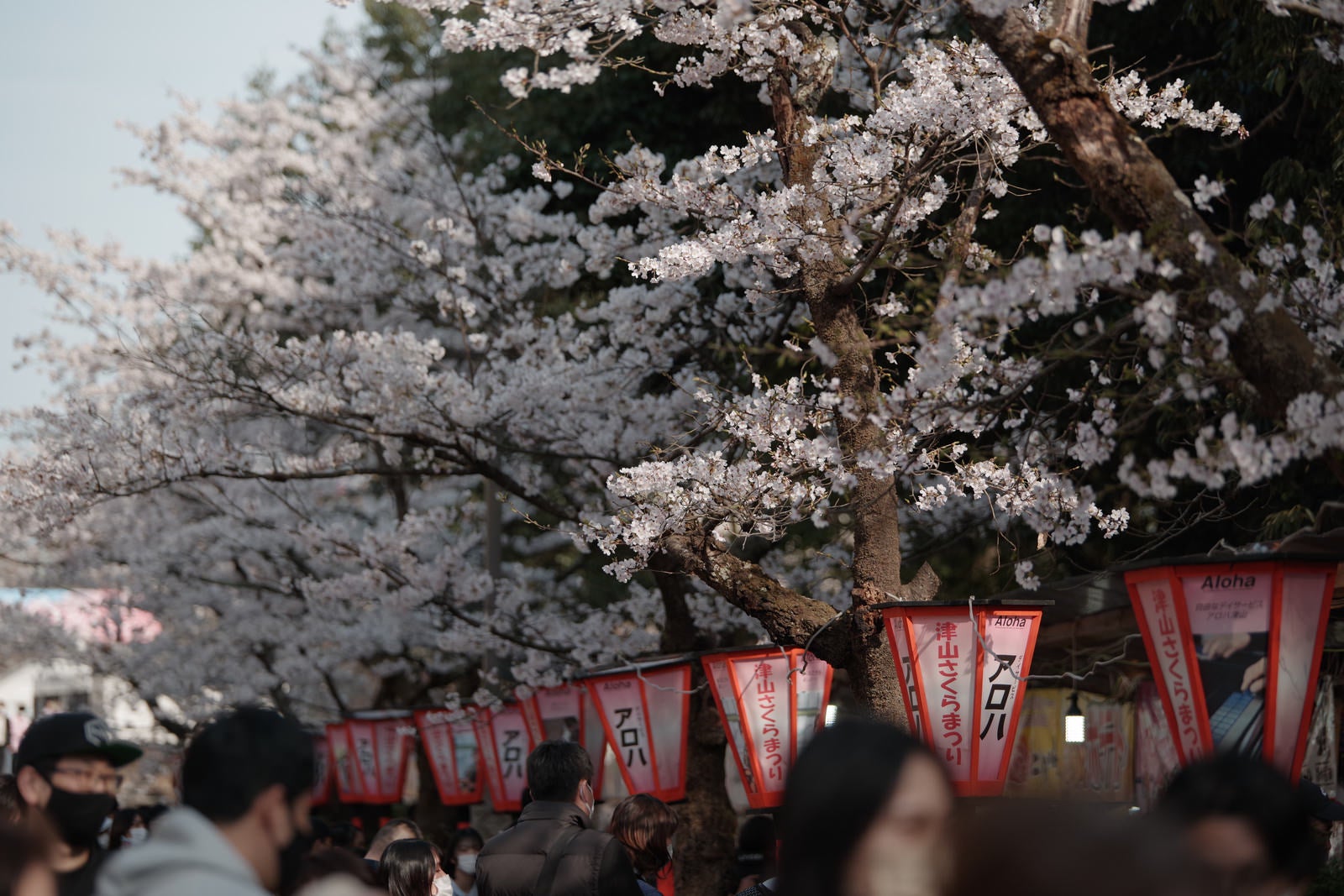 「鶴山公園の桜まつりの様子」の写真