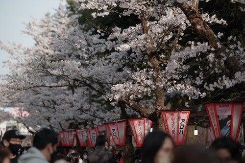 鶴山公園の桜まつりの様子の写真