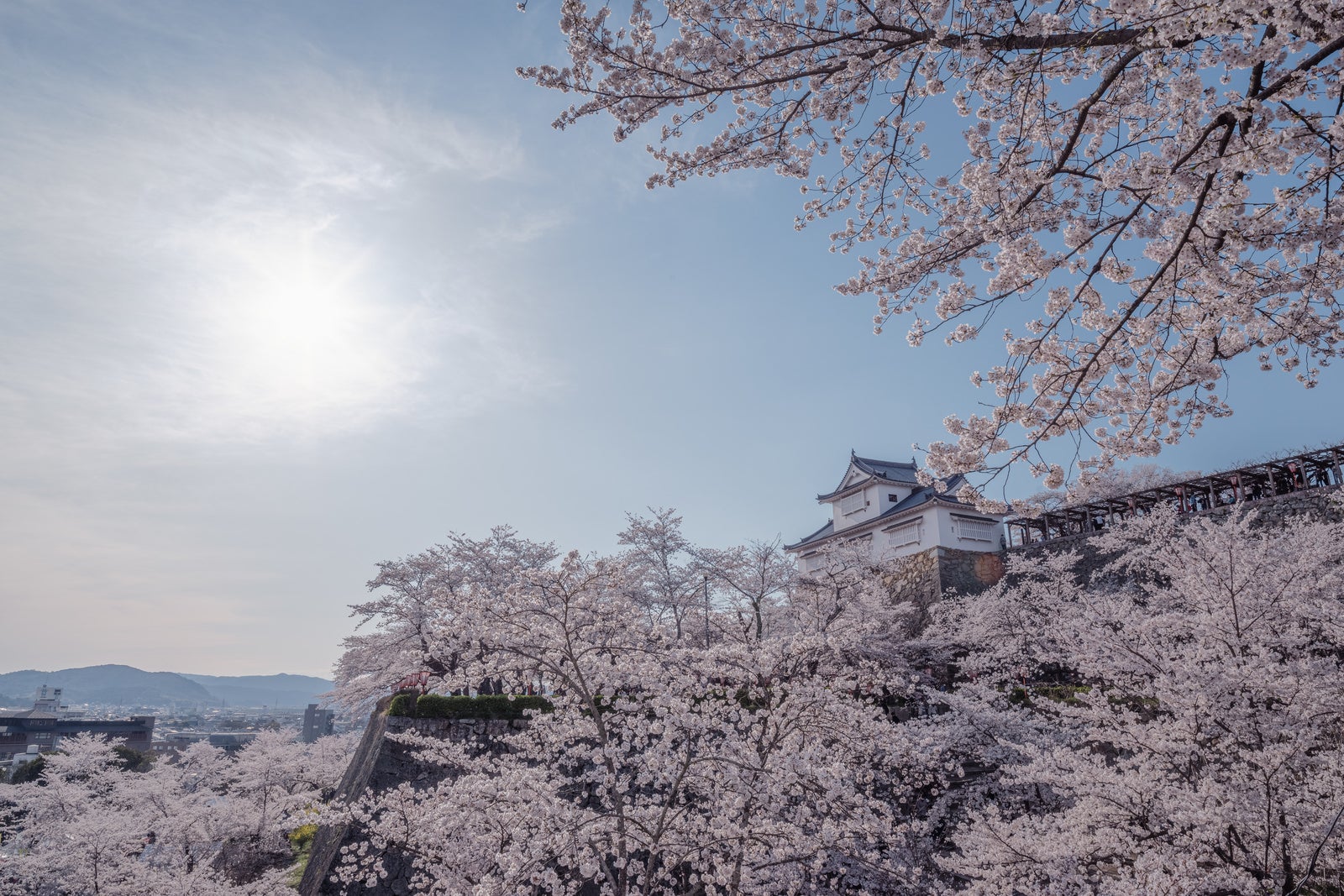「津山城跡備中櫓と桜まつり | フリー素材のぱくたそ」の写真