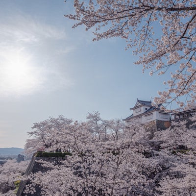 津山城跡備中櫓と桜まつりの写真