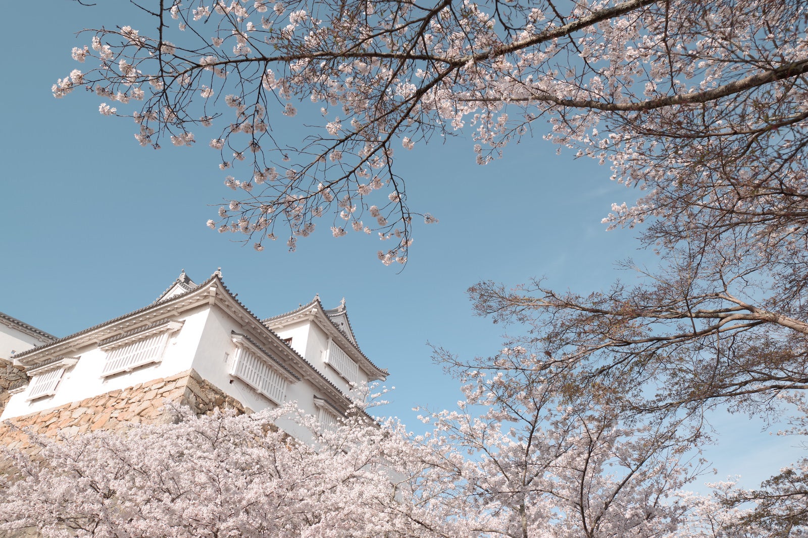 「津山城跡備中櫓と桜の季節」の写真