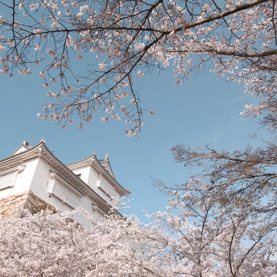 津山城跡備中櫓と桜の季節の写真