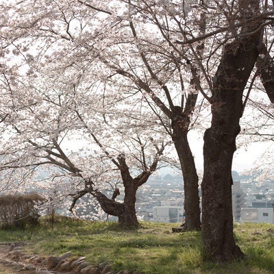鶴山公園の満開の桜の写真