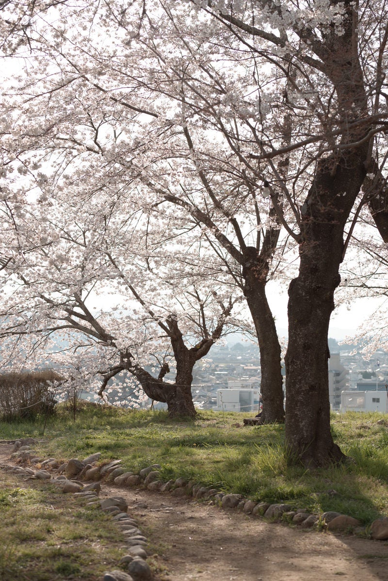 「鶴山公園の満開の桜」の写真