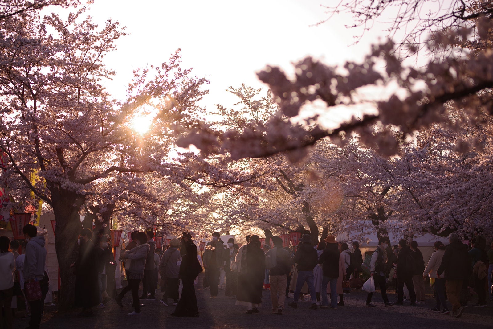 「人であふれる夕暮れ時の鶴山公園の桜まつり」の写真