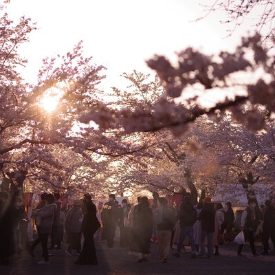 人であふれる夕暮れ時の鶴山公園の桜まつりの写真