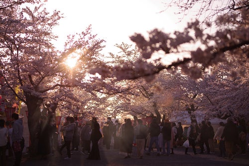 人であふれる夕暮れ時の鶴山公園の桜まつりの写真