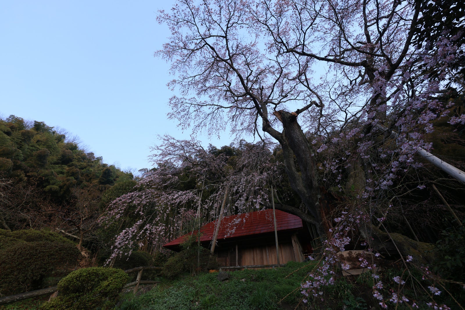 「静寂に包まれた庵と雪村桜」の写真