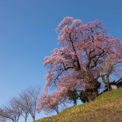 樹齢約500年の天神夫婦桜の写真