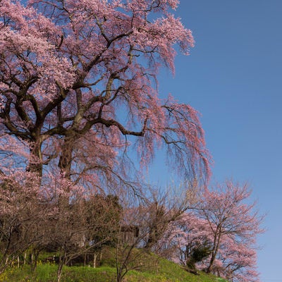 雲一つない青空と天神夫婦桜の写真