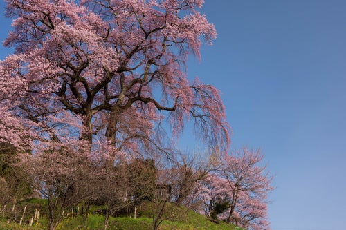 雲一つない青空と天神夫婦桜の写真
