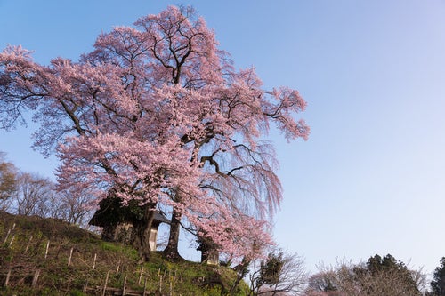 樹齢約500年の天神夫婦桜の写真