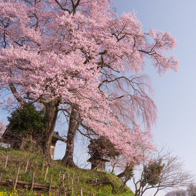 満開の天神夫婦桜と菜の花の写真