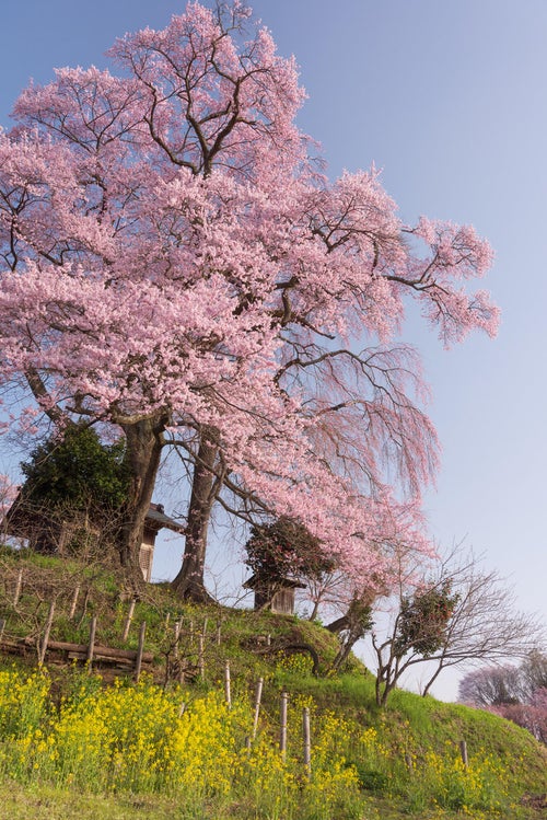 満開の天神夫婦桜と菜の花の写真