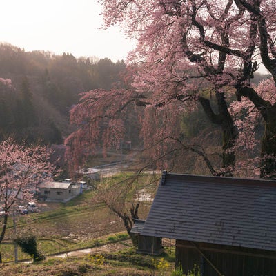 デコ屋敷近くに咲く樹齢500年の天神夫婦桜の写真