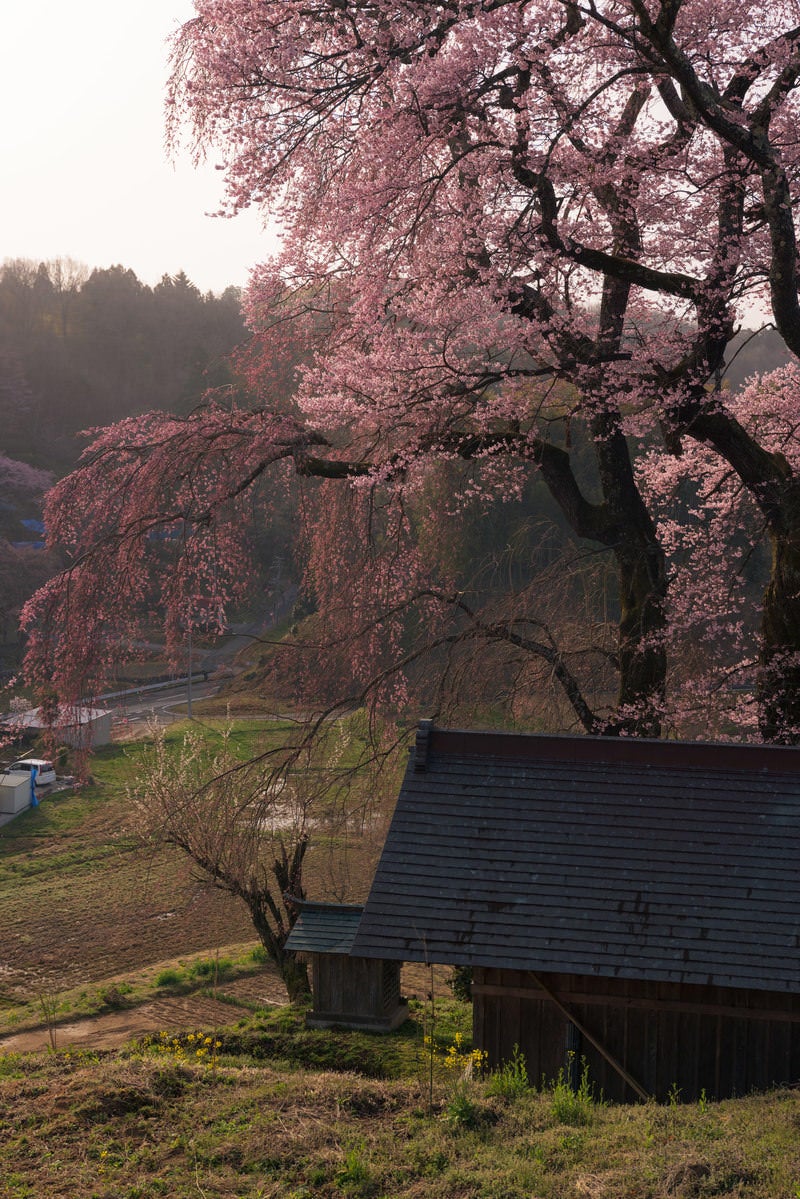 お堂の青緑色の瓦屋根と満開の天神夫婦桜
