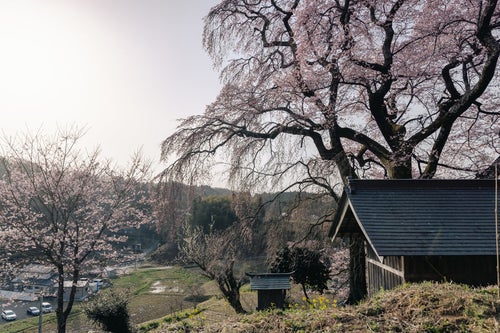 高台の天神夫婦桜とお堂の写真