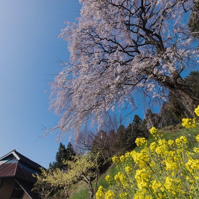 菜の花から見上げた枝垂れ桜（内出のサクラ）の写真