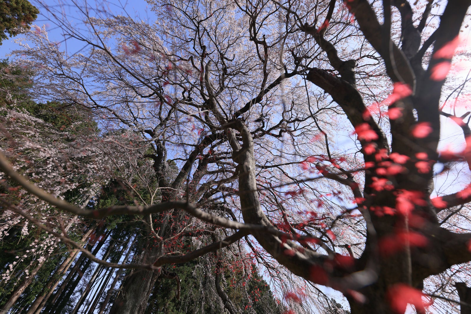 「樹齢約200年のしだれ桜「内出の桜」の様子」の写真