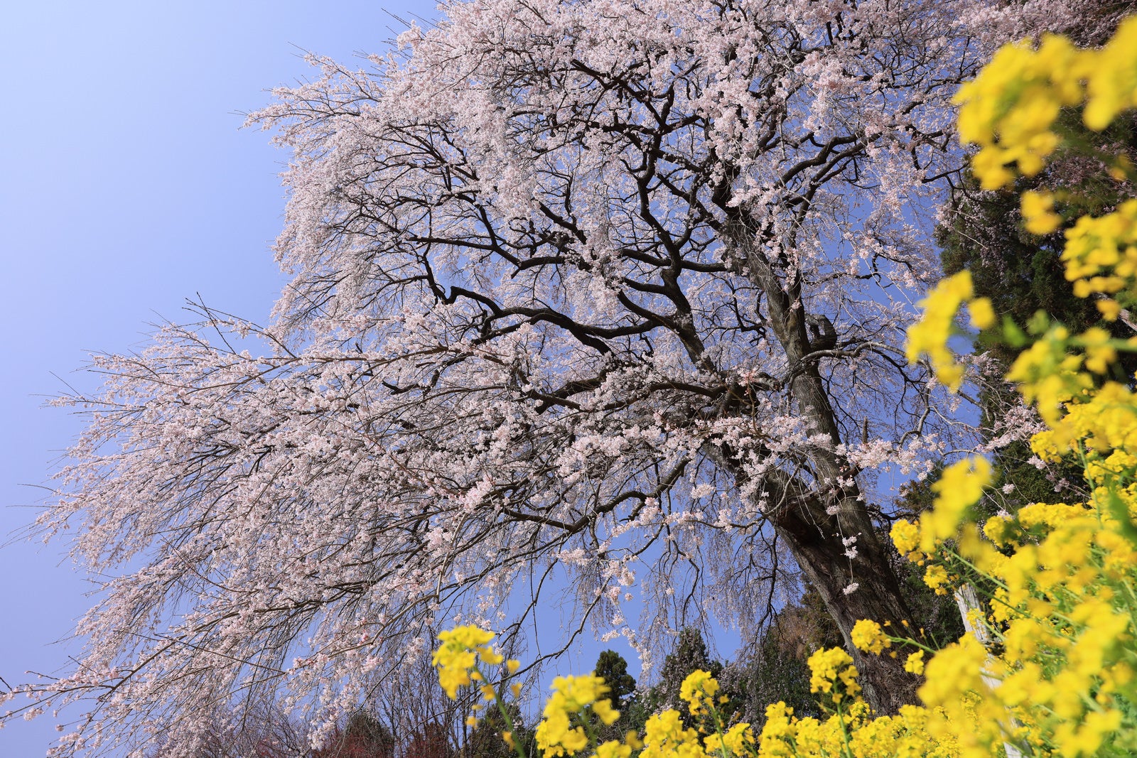 「樹齢200年以上の枝垂れ桜（内出の桜）」の写真