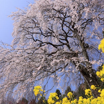 樹齢200年以上の枝垂れ桜（内出の桜）の写真