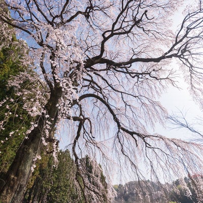 しなやかに咲く「内出の桜」の写真
