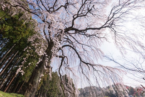 しなやかに咲く「内出の桜」の写真