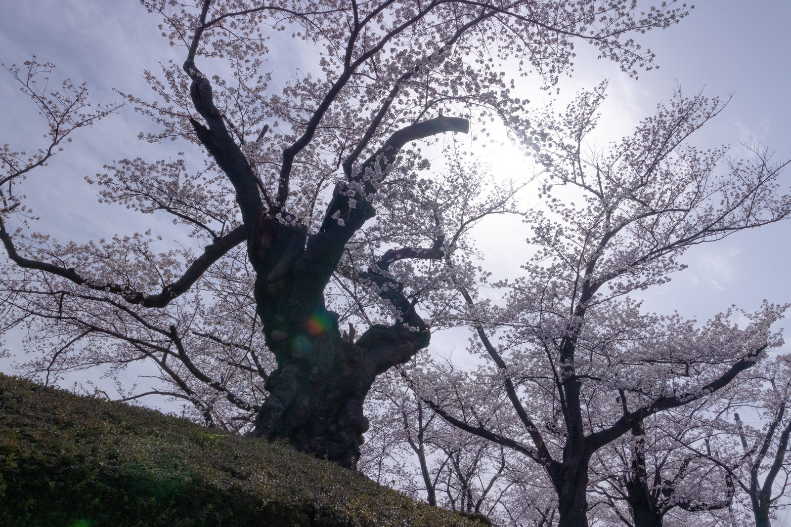 「日本最古の染井吉野の木」の写真