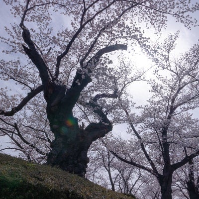 日本最古の染井吉野の木の写真