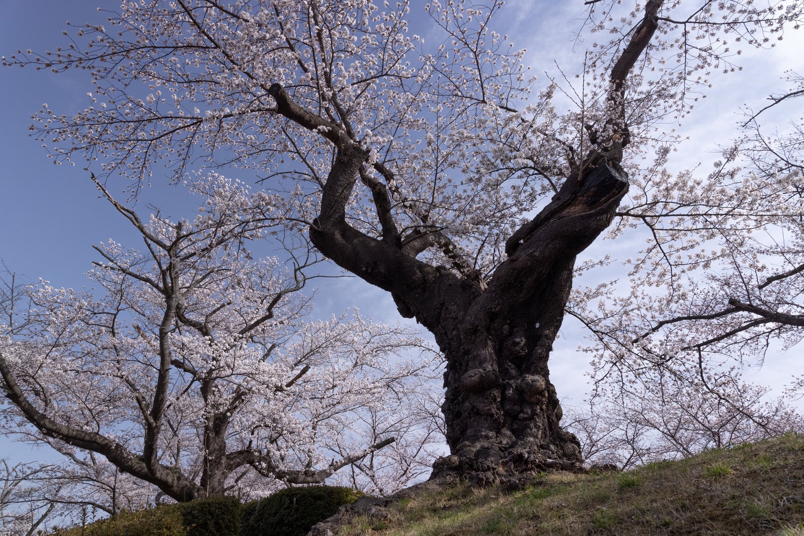 「薄雲残る青空と日本最古の染井吉野」の写真