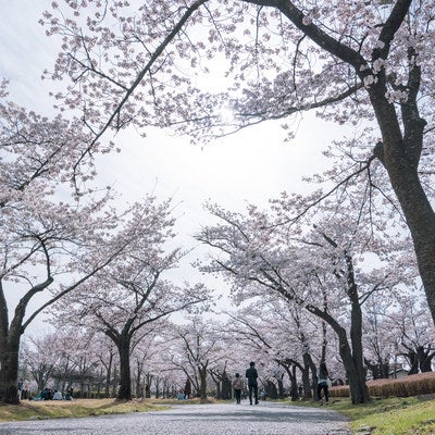 開成山公園の桜並木の写真