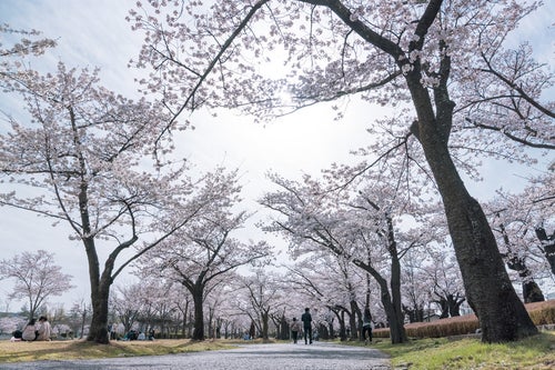 開成山公園の桜並木の写真