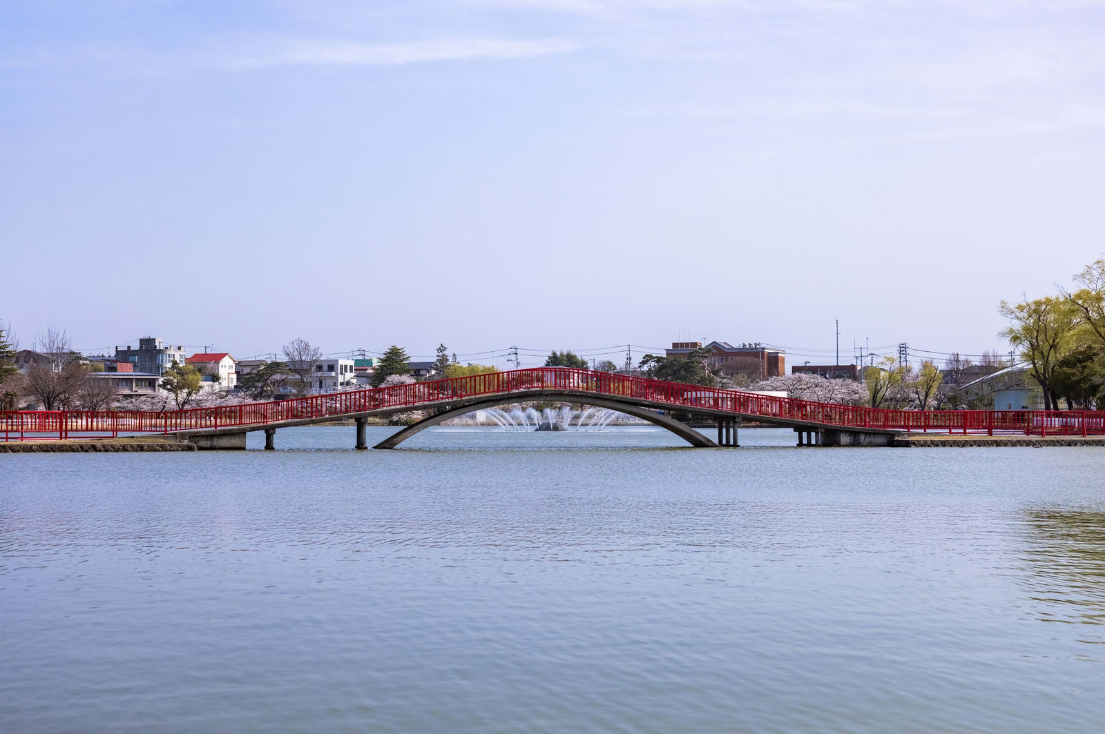 「開成山公園の五十鈴湖に架かる赤い橋の向こうに見える桜の様子」の写真