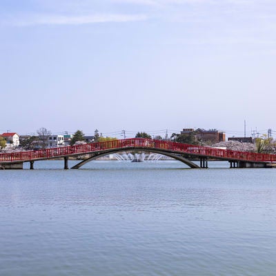 開成山公園の五十鈴湖に架かる赤い橋の向こうに見える桜の様子の写真