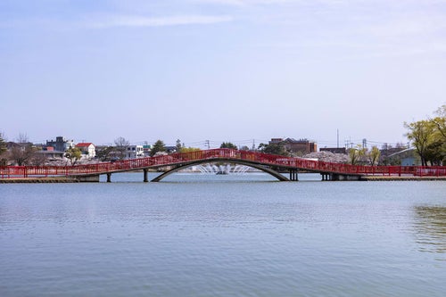 開成山公園の五十鈴湖に架かる赤い橋の向こうに見える桜の様子の写真