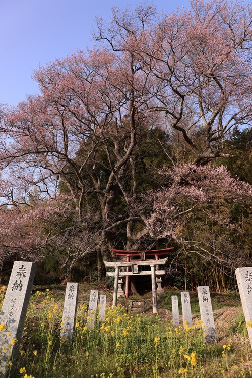 大和田稲荷神社へ続く紅白の鳥居の写真