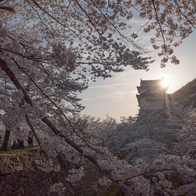 津山城跡備中櫓と花見を楽しむ観光客の写真